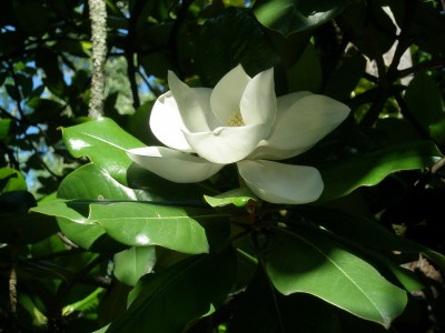 P7060081.jpg (410.72 Кб) Просмотров: 18197 P7060081.jpg