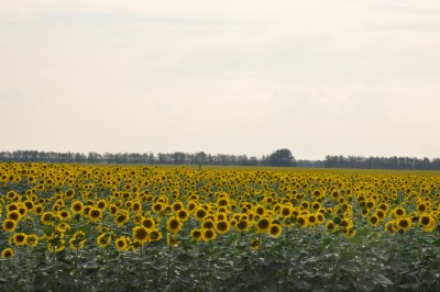 _DSC0023.jpg (573.75 Кб) Просмотров: 15139 _DSC0023.jpg