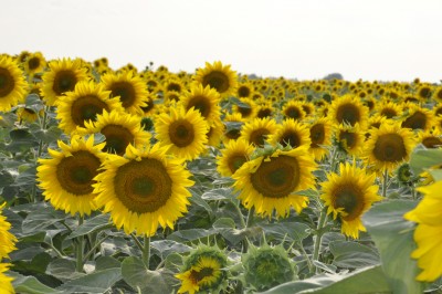 _DSC0003.jpg (609.85 Кб) Просмотров: 11432 _DSC0003.jpg