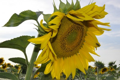 _DSC0012.jpg (553.17 Кб) Просмотров: 11429 _DSC0012.jpg