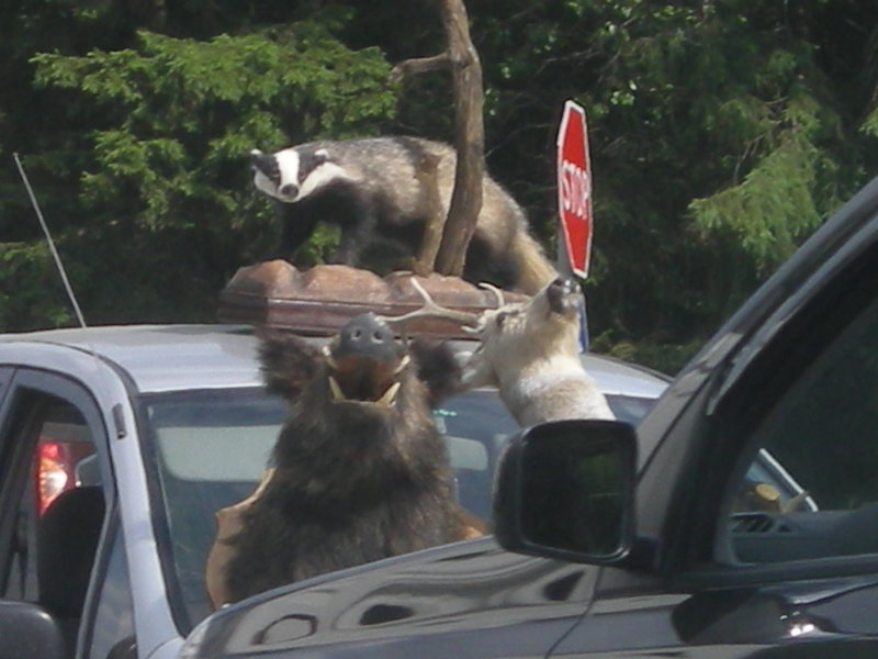 DSCN8664.JPG (162.17 Кб) Просмотров: 16030 DSCN8664.JPG