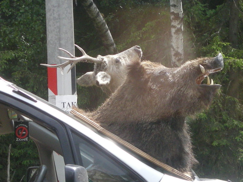 DSCN8666.JPG (194.85 Кб) Просмотров: 17871 DSCN8666.JPG